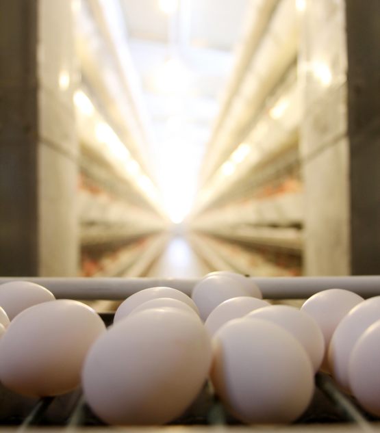 egg-factory-jpg.png